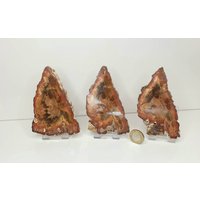 7 Fossile Holzscheiben Set - Versteinertes Holz Madagaskar von DistinctionCrystals