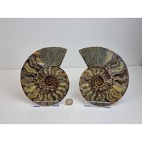 7 Großes Ammonit Fossil Paar von DistinctionCrystals