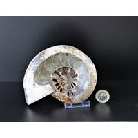 8 Großes Ammonit Fossil Cleoniceras Tief Poliert von DistinctionCrystals