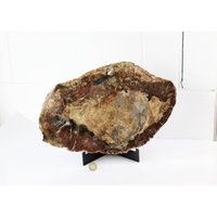 9 Extra Große Fossile Holzscheibe - Versteinertes Holz Madagaskar von DistinctionCrystals