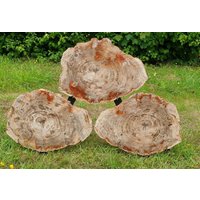 Extra Große Fossile Holzscheiben - Versteinertes Holz Madagaskar von DistinctionCrystals