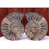 Poliertes Ammonit Fossil Paar - Madagaskar Kreidezeit Home Decor #1 Poliertes Ammonit Fossil Paar - Madagaskar Kreidezeit Home Decor #1 von DistinctionCrystals