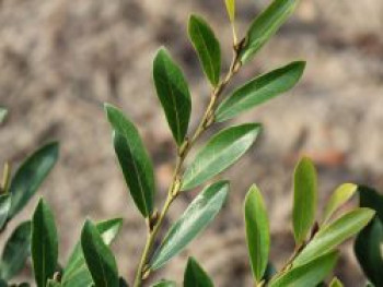 Traubiger Zweigriffel 'Blue Cascade', 30-40 cm, Distylium racemosum 'Blue Cascade', Containerware von Distylium racemosum 'Blue Cascade'