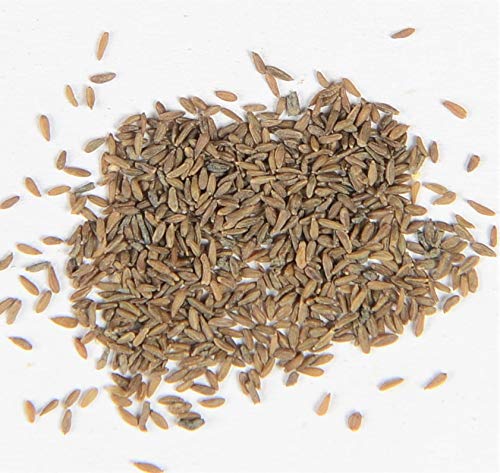 Alpen-Edelweiß Leontopodium nivale 100 Samen von Dixis Samen