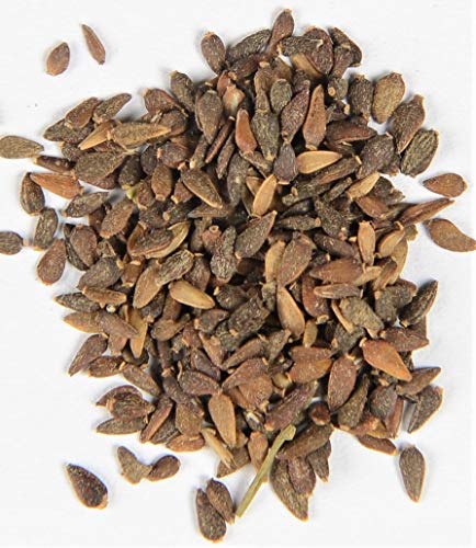 Alpenaster Aster alpinus (hellviolette Kulturform) 200 Samen von Dixis Samen