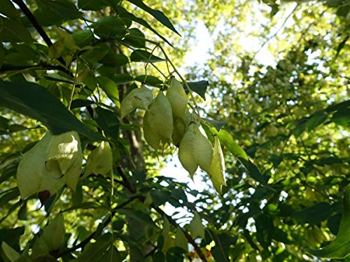 Amerikanische Pimpernuss Staphylea trifolia 20 Samen von Dixis Samen
