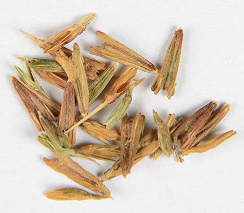 Anamu Petiveria alliacea 10 Samen von Dixis Samen