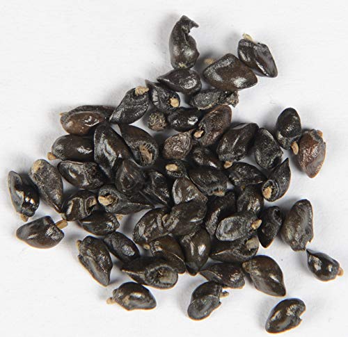 Arznei-Beinwell Symphytum officinale 10 Samen Arznei-Beinwell Symphytum officinale 10 Samen von Dixis Samen