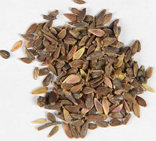 Bergaster, Kalkaster (Wildform) Aster amellus 200 Samen von Dixis Samen