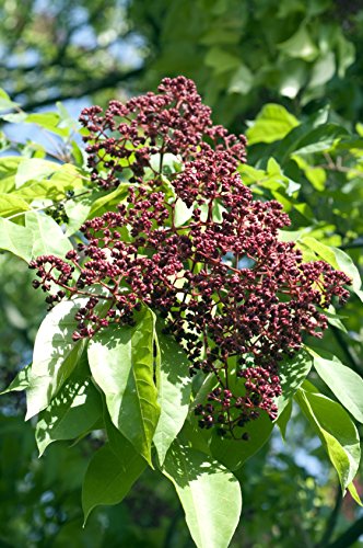 Bienenbaum Euodia hupehensis 100 Samen von Dixis Samen