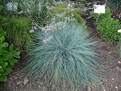 Blau Schwingel Festuca glauca 'Blue Select' 100 Samen Blau Schwingel Festuca glauca 'Blue Select' 100 Samen von Dixis Samen