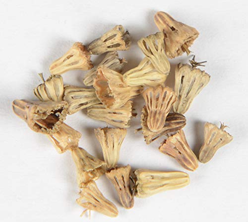 Blaue Garten-Skabiose Scabiosa atropurpurea 'Oxford Blue' 35 Samen von Dixis Samen