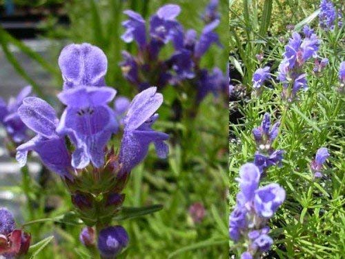 Blauer Drachenkopf Dracocephalum ruyschianum 40 Samen von Dixis Samen