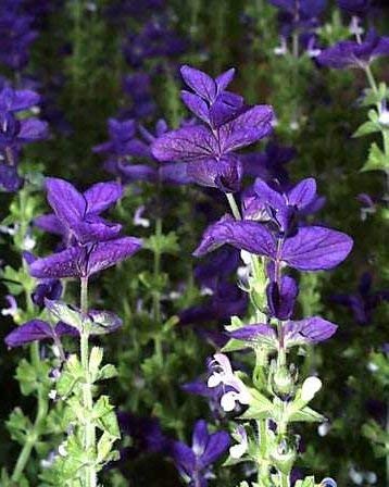 Blauer Schopfsalbei Salvia horminum 125 Samen von Dixis Samen
