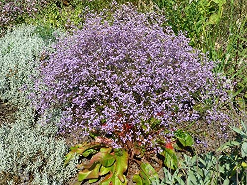 Breitblättriger Strandflieder Limonium latifolium 100 Samen von Dixis Samen