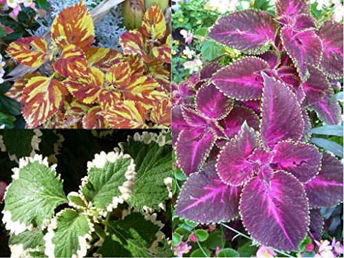 Buntnessel Solenostemon 'Rainbow Mix' (Coleus blumei) 300 Samen von Dixis Samen