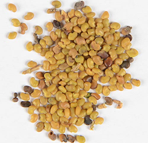 Chinesischer Tragant Astragalus membranaceus 100 Samen von Dixis Samen