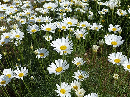 Dalmatiner Insektenblume Tanacetum cinerariifolium 100 Samen von Dixis Samen