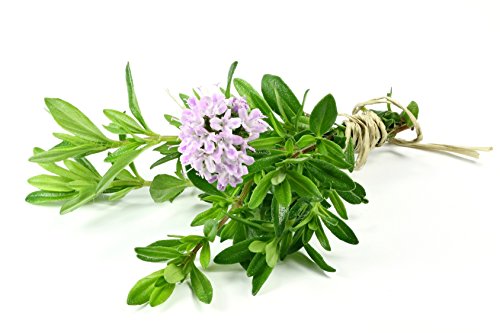 Deutscher Thymian Thymus vulgaris 400 Samen von Dixis Samen