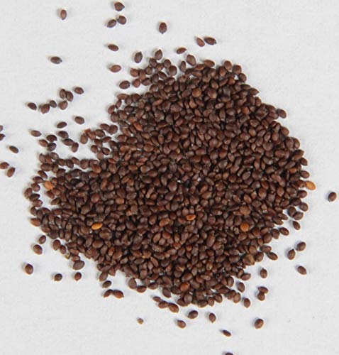 Dost Wilder Majoran Origanum vulgare 2000 Samen von Dixis Samen