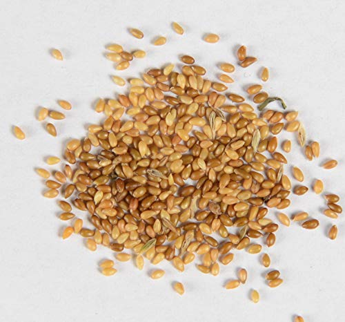 Duftveilchen Viola odorata 400 Samen Duftveilchen Viola odorata 400 Samen von Dixis Samen