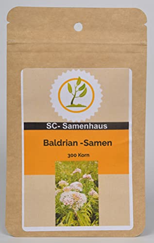 Echter Arznei Baldrian Valeriana officinalis 300 Samen SC-Samenhaus von Dixis Samen
