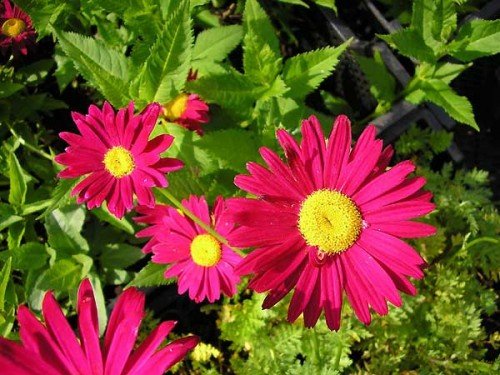 Farbige Margerite, Pyrethrum Tanacetum coccineum 'Robinson Mischung' 75 Samen von Dixis Samen