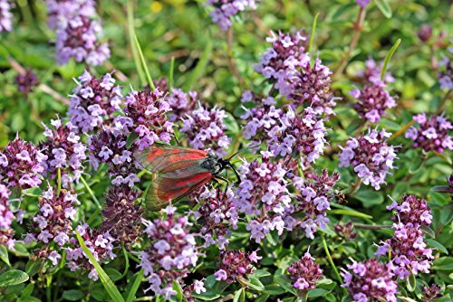 Feldthymian Thymus pulegioides 500 Samen von Dixis Samen