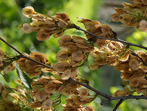Feldulme Ulmus carpinifolia 80 Samen von Dixis Samen
