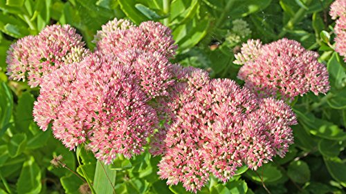 Fetthenne, Wildform Sedum telephium 100 Samen von Dixis Samen