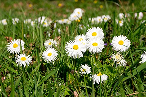 Gänseblümchen Bellis perennis 800 Samen von Dixis Samen