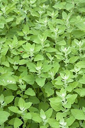 Gartenmelde Atriplex hortensis 200 Samen von Dixis Samen