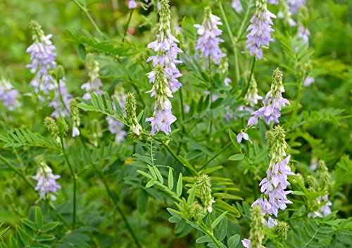 Geißraute Galega officinalis 200 Samen von Dixis Samen