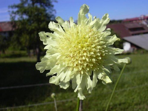 Gelbe Riesenskabiose Cephalaria gigantea 20 Samen von Dixis Samen