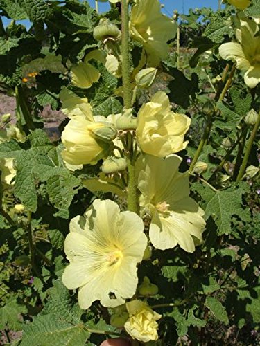 Gelbe Stockrose Alcea rugosa 100 Samen von Dixis Samen