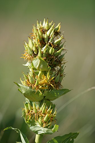 Gelber Enzian Gentiana lutea 20 Samen von Dixis Samen