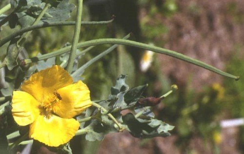 Gelber Hornmohn Glaucium flavum 20 Samen von Dixis Samen