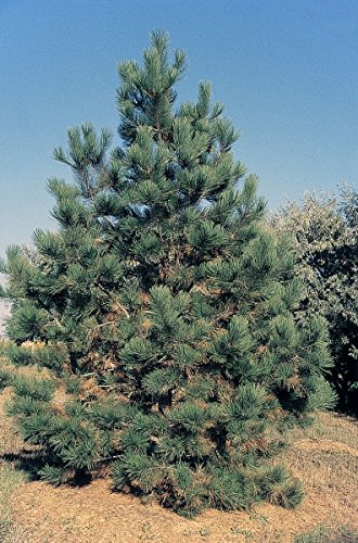 Gelbkiefer Pinus ponderosa 15 Samen von Dixis Samen