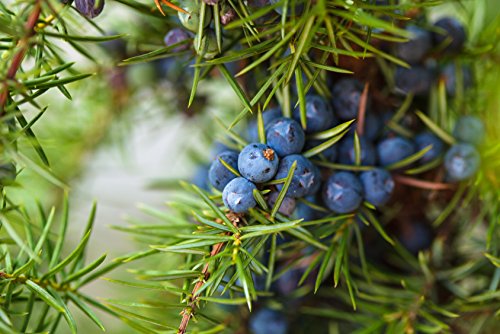 Gemeiner Wacholder Juniperus communis 45 Samen Gemeiner Wacholder Juniperus communis 45 Samen von Dixis Samen