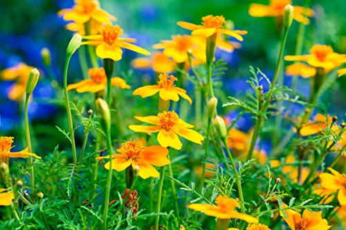 Gewürztagetes orange Tagetes tenuifolia ‘Orange Gem’ 100 Samen von Dixis Samen