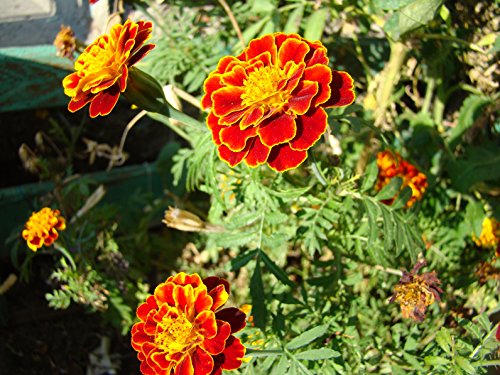 Gewürztagetes red rot Tagetes tenuifolia 100 Samen von Dixis Samen