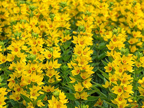 Goldfelberich Lysimachia vulgaris 400 Samen von Dixis Samen