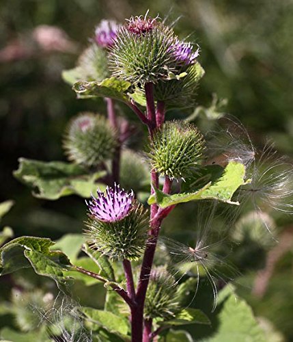 Große Klette Arctium lappa 100 Samen von Dixis Samen