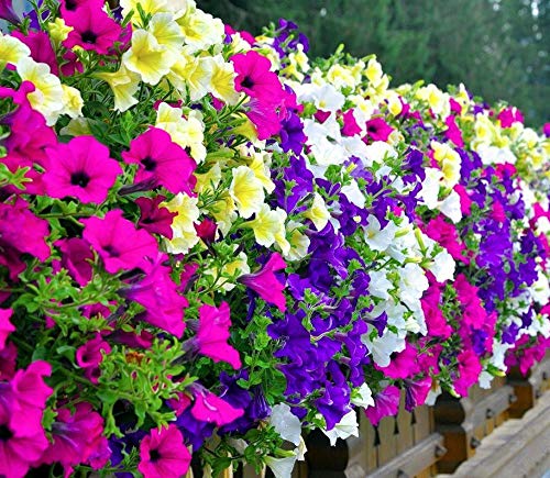 Hänge-, Balkon-Petunie Petunia hybrida pendula Mix 1000 Samen von Dixis Samen