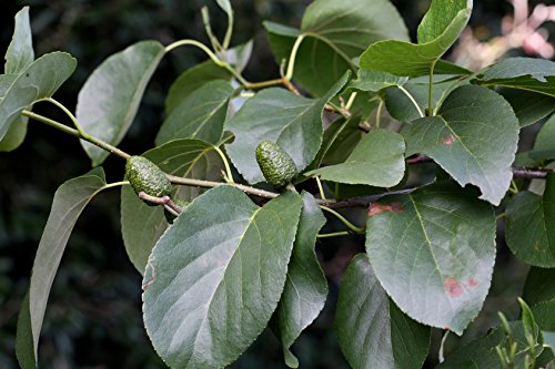 Herzblättrige Erle Alnus cordata 125 Samen von Dixis Samen