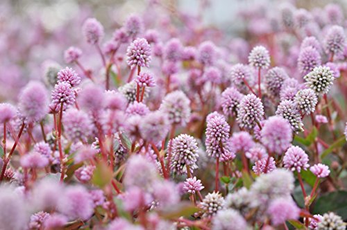 Himalaya-Knöterich Polygonum capitatum (Persicaria capitata) 50 Samen von Dixis Samen