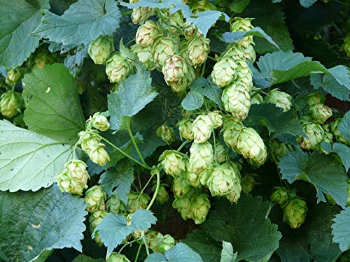 Hopfen Humulus lupulus 100 Samen von Dixis Samen