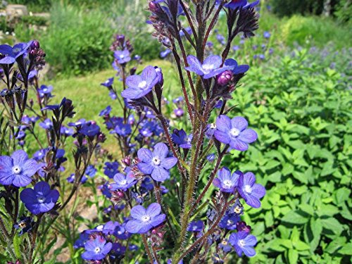 Italienische Ochsenzunge Anchusa azurea 20 Samen von Dixis Samen