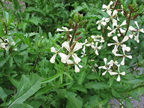 Italienische Rauke Eruca sativa (Rucola coltivata) 2000 Samen von Dixis Samen