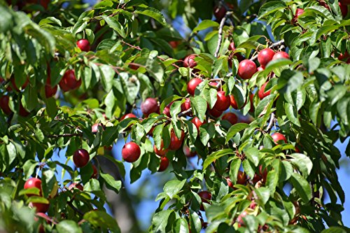Kirschpflaume Prunus cerasifera 10 Samen von Dixis Samen